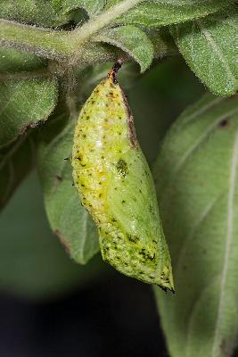 Pupa of Catacroptera cloanthe